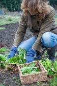 Picking Spring Greens