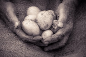 Cornish New Potatoes