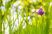 Pyramidal Orchid