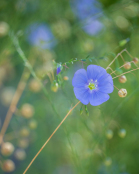 Linum perenne in a quiet corner