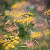 Fennel in the Potager Garden