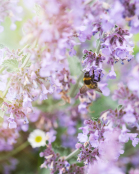 Catnip is not just for cats