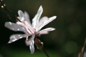 Magnolia stellata