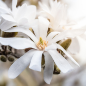 Magnolia stellata