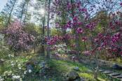 Melody of Magnolia, Jade Garden, South Korea