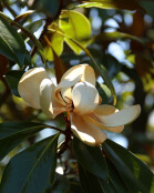Magnolia grandiflora 'Kay Parris'