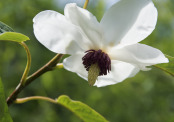 Magnolia wilsonii