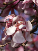 Magnolia sprengeri var. diva
