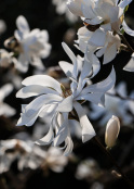 Magnolia stellata 'Water Lily'