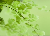 Maidenhair_fern_frond