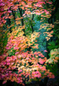 Japanese Maple at Chatsworth House