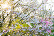 March Blossom at Dawn