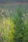 Meadow at sunset