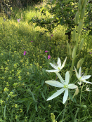 Summer Meadow