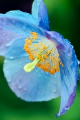 Meconopsis Willie Duncan