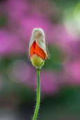 Papaver opening