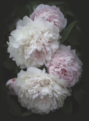 Romantic Peonies