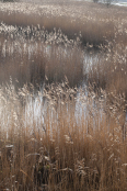 Reed beds on Suffolk Coast