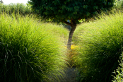 Miscanthus sinensis with mulberry