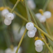 Mistletoe,  Viscum album