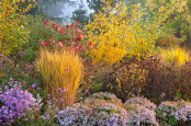 Mixed Autumn border