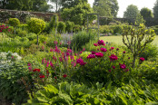 Peonies at Mottisfont 