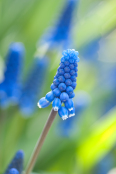 Muscari 'Superstar'