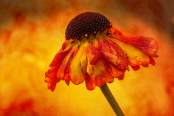 Helenium on textured background