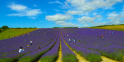 West Sussex lavender field