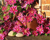 Rusty watering can and Clematis Dr Rupple