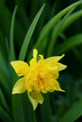 Narcissus 'Van Sion'