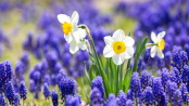 Narcissus in Muscari