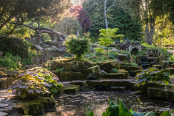 Sunrise in the rock garden