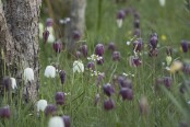 Spring Meadow