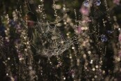 Cobweb