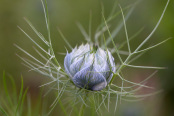 Nigella damascena 'Miss Jekyll'