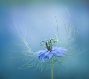 Love in a a Mist