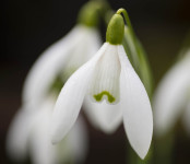 A Harbinger of Spring: Galanthus nivalis
