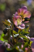 Hellebore