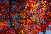 An Autumn Canopy
