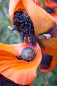 Oriental poppy and snail