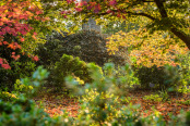 October Evening in RHS Wisley