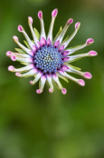 Osteospermum sonja