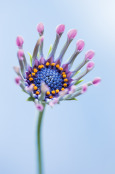 Osteospurmum Sonja