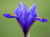 Iris reticulata 'Rhapsody'