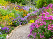 Asters provide a tiered colour pallete along the gravel path