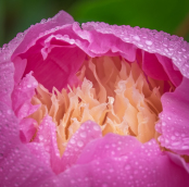 Paeonia lactiflora 'Bowl of Beauty'