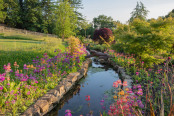 Primula at The Water's Edge
