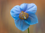 Himalayan Poppy on textured background