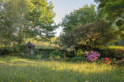 The Wildflower Meadow